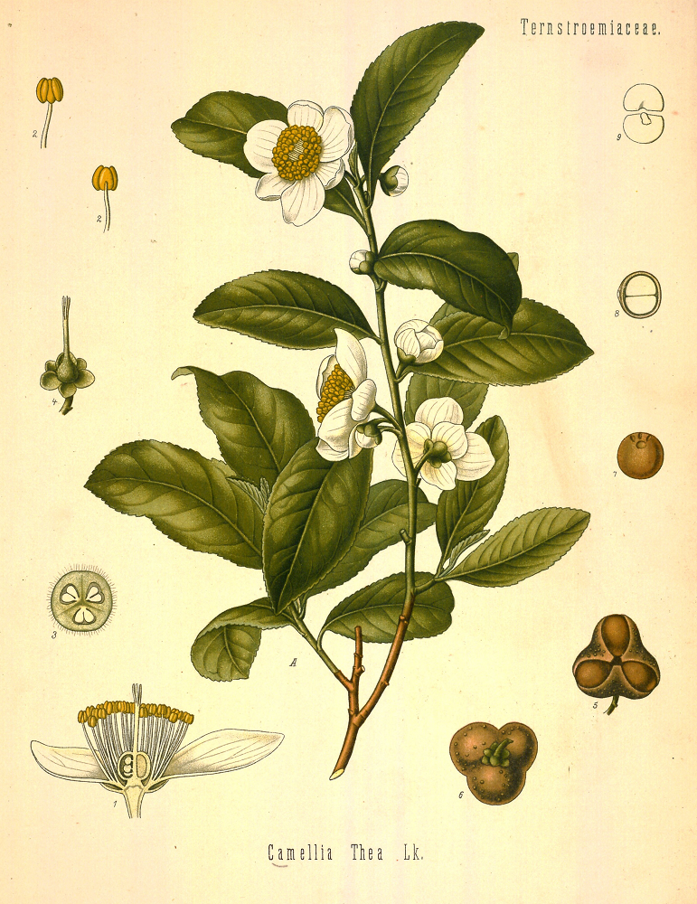 Camellia Thea Link.