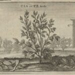 Wenceslaus_Hollar,_Cia_or_Te_Herbe